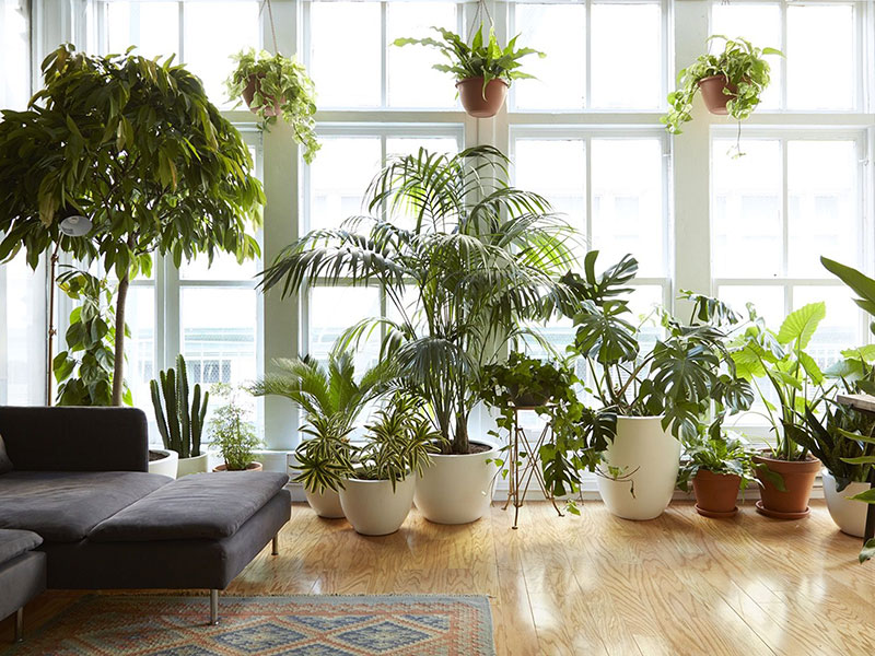بهترین گیاهان آپارتمانی برای تصفیه هوا