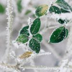 نکاتی درباره مراقبت از گیاهان در فصل زمستان